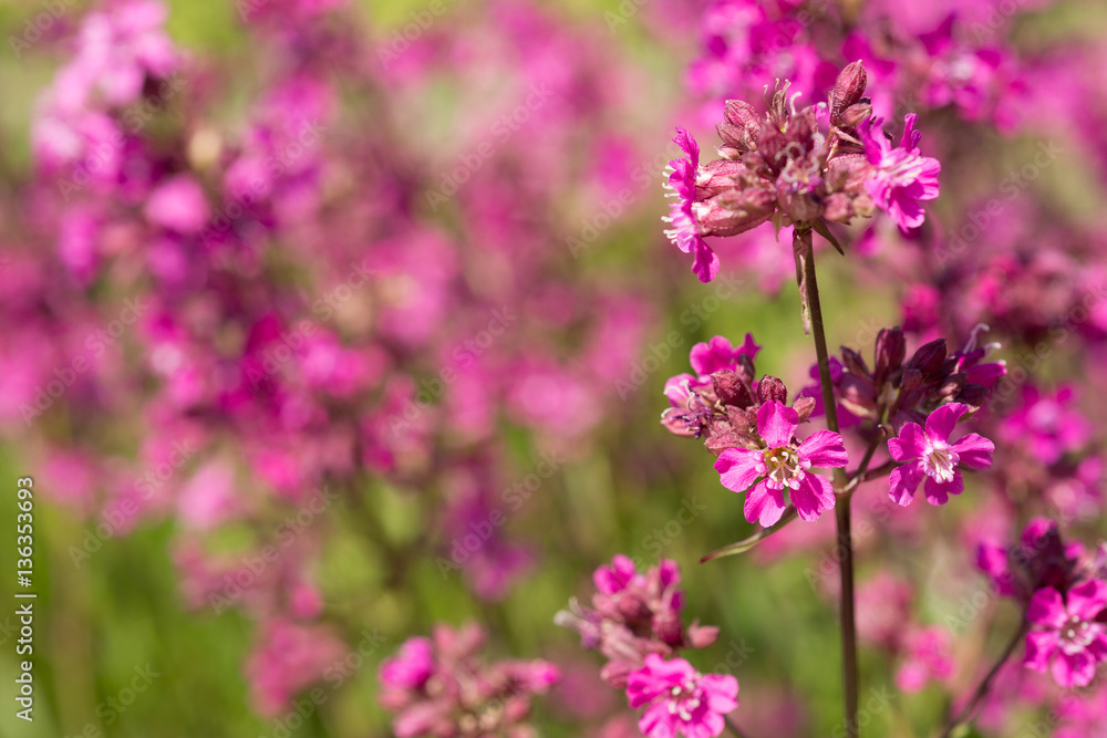 Fototapeta premium Flowers Viscaria 