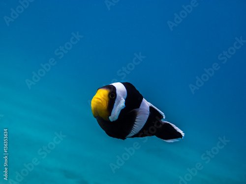 anemonenfisch im blauen meer