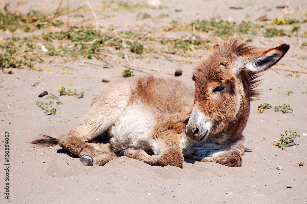 Obraz premium Little cute donkey in the savannah of Namibia