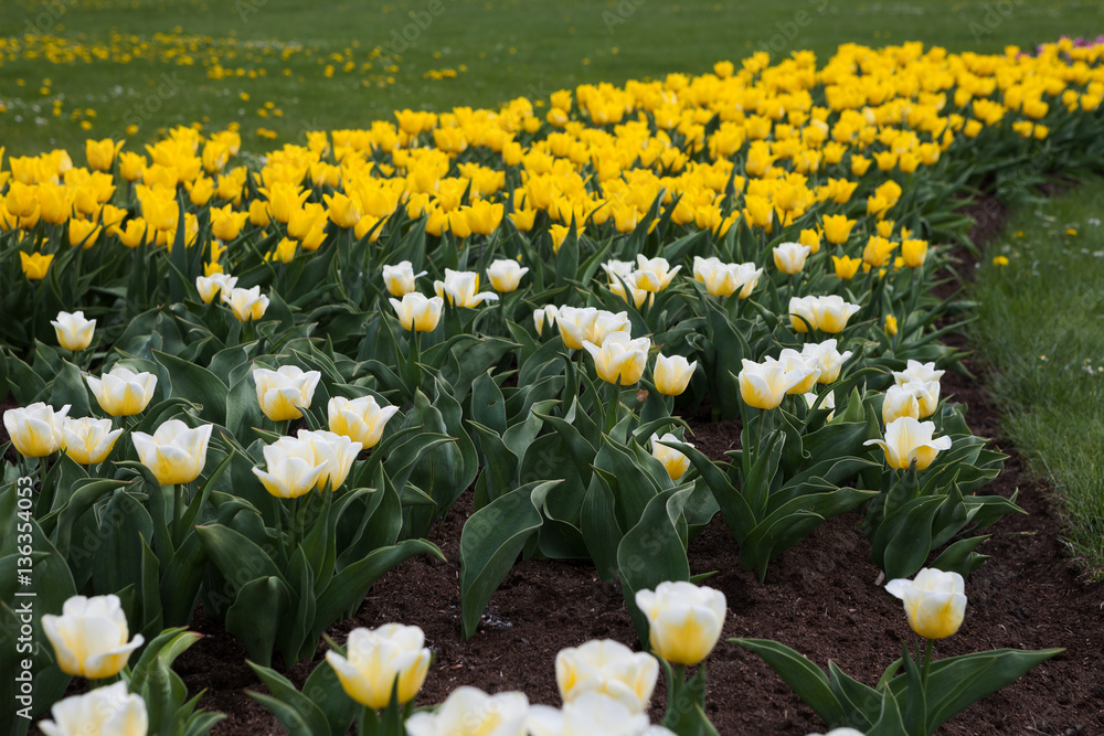 Fototapeta premium Beautiful white and yellow tulips. Summer garden landscape design.