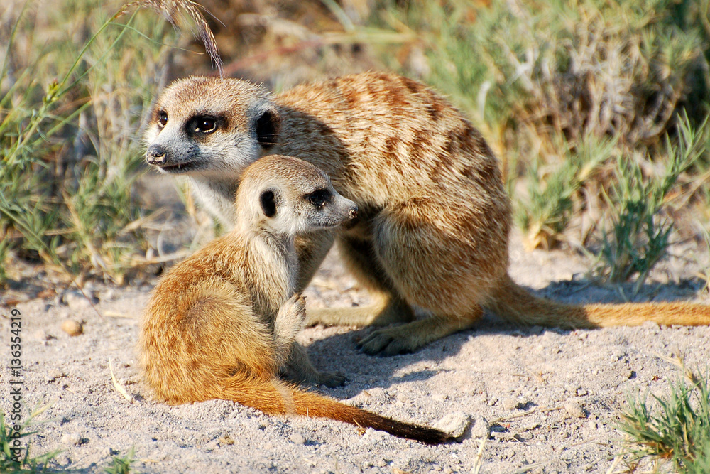 Fototapeta premium Cute Meerkats in Botswana
