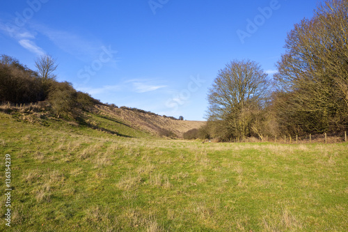grazing pasture with trees