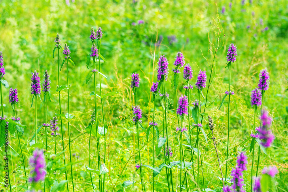 Obraz premium Marsh woundwort (Stachys palustris) pink flowers