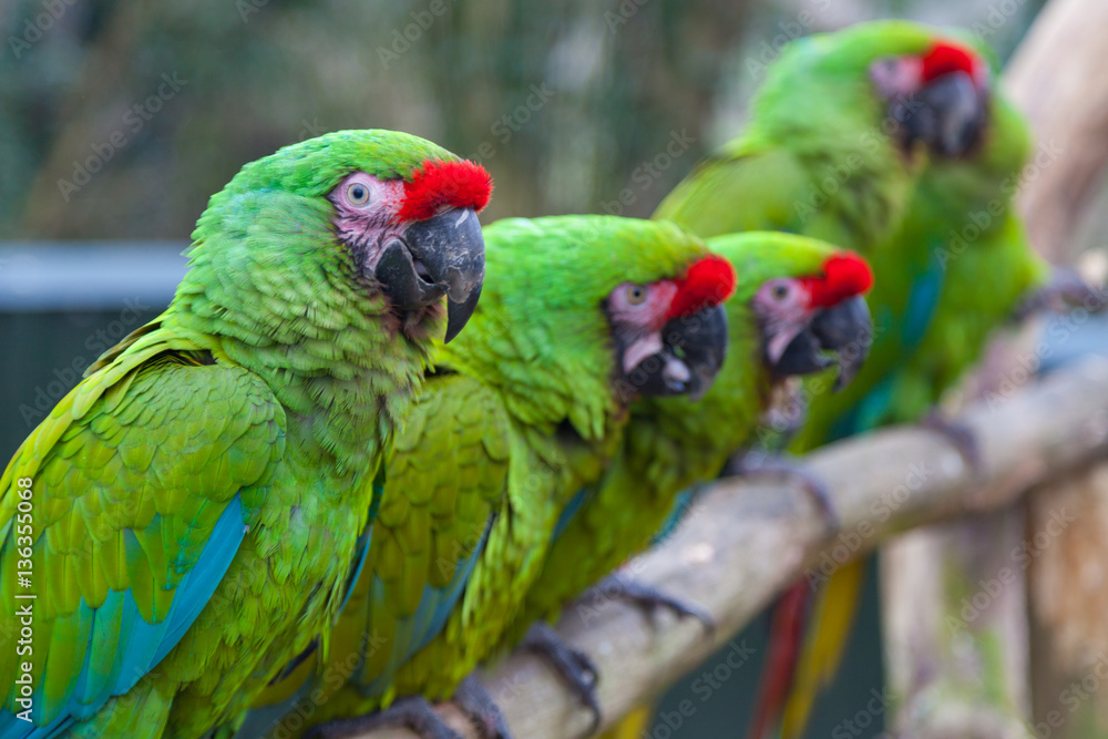 Naklejka premium Military macaws, green with red polls, perched in a row.