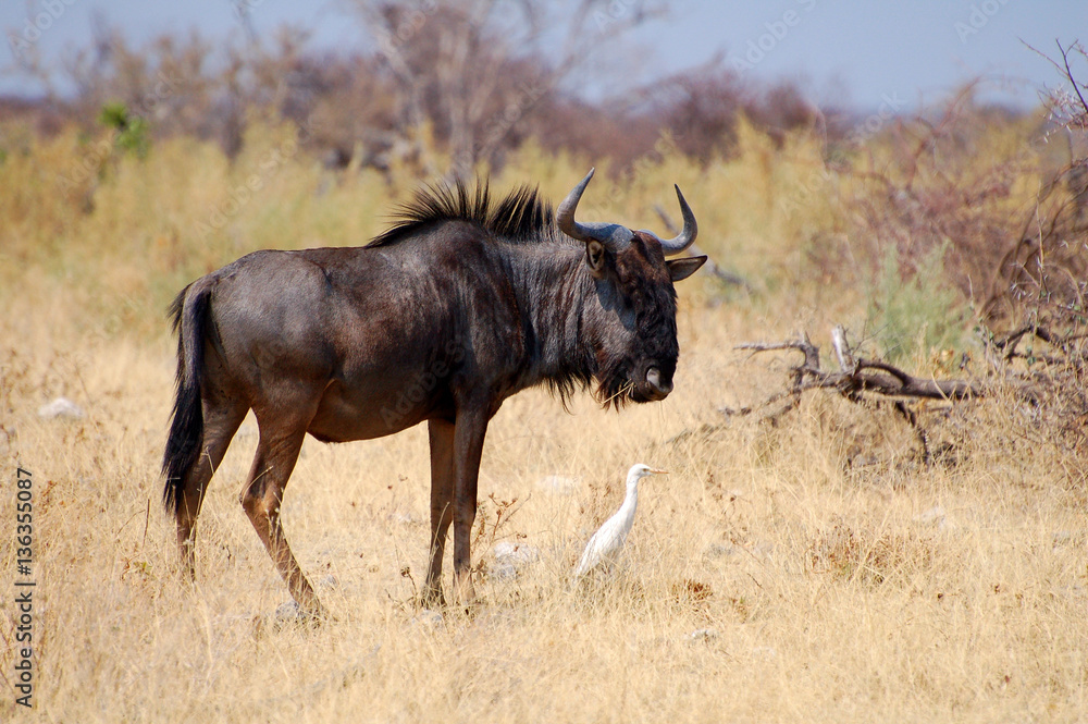 Wildebeest in the Etosha National Park Wildebeest in the Etosha National Park