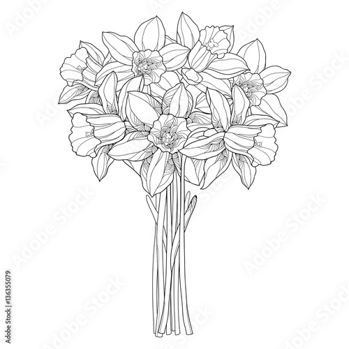 Vector bouquet with outline narcissus or daffodil flowers in black isolated on white. Ornate floral element for spring design, greeting card, coloring book. Bunch of narcissus flower in contour style.