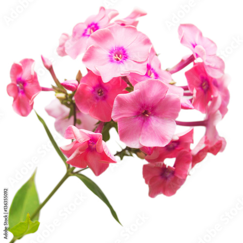 Beautiful branch of phlox flowers with leafs isolated on white b