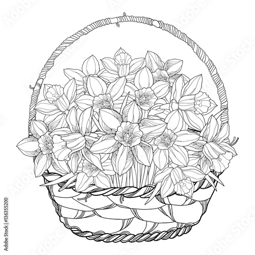 Vector bouquet with outline narcissus or daffodil flowers in the basket isolated on white. Ornate floral elements for spring design, greeting and coloring book. Basket of narcissus in contour style.