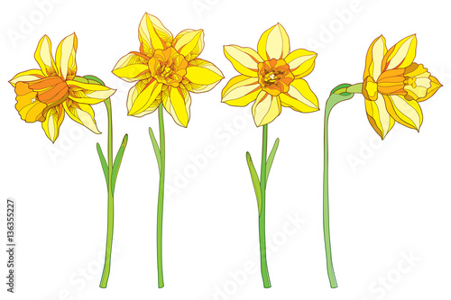 Vászonkép Vector set with outline yellow narcissus or daffodil flowers isolated on white