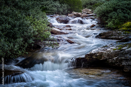Mountain stream in willow thickets