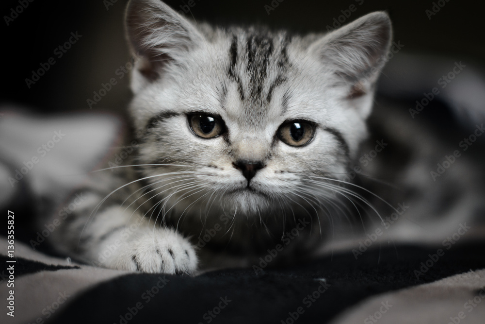 маленький  полосатый котенок лежит на диване