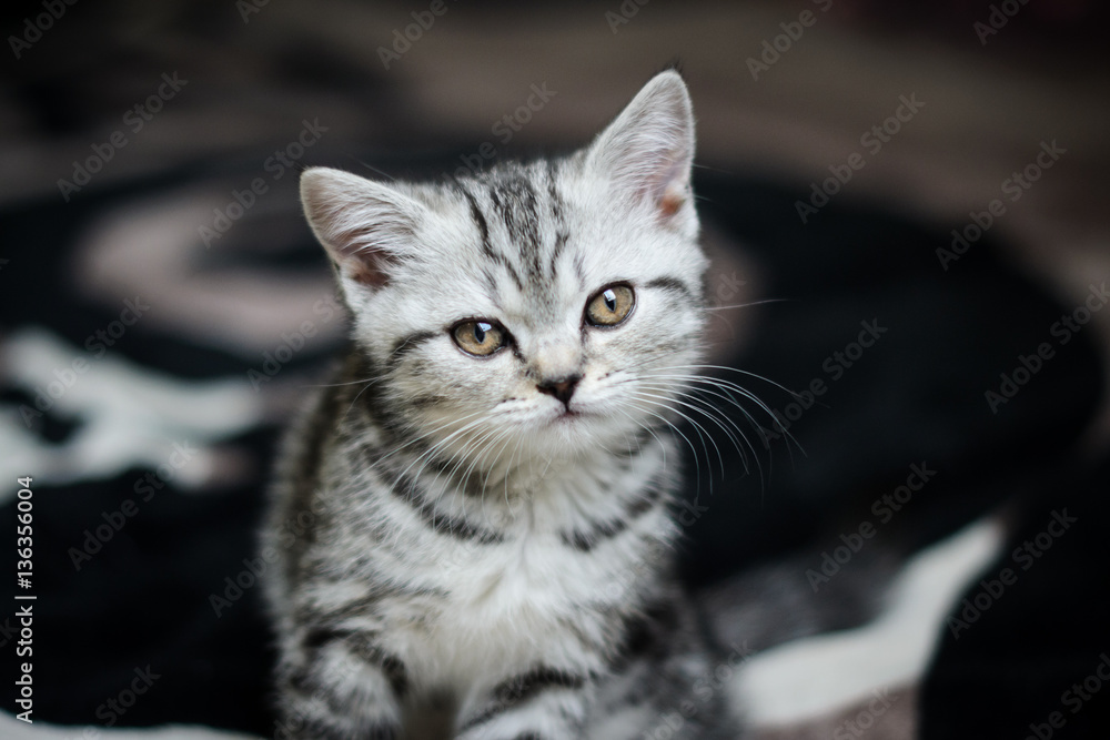 маленький полосатый котенок сидит на диване Stock Photo | Adobe Stock