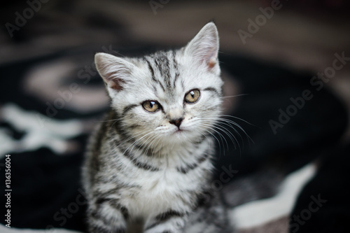 маленький  полосатый котенок сидит на диване © natasidorova 