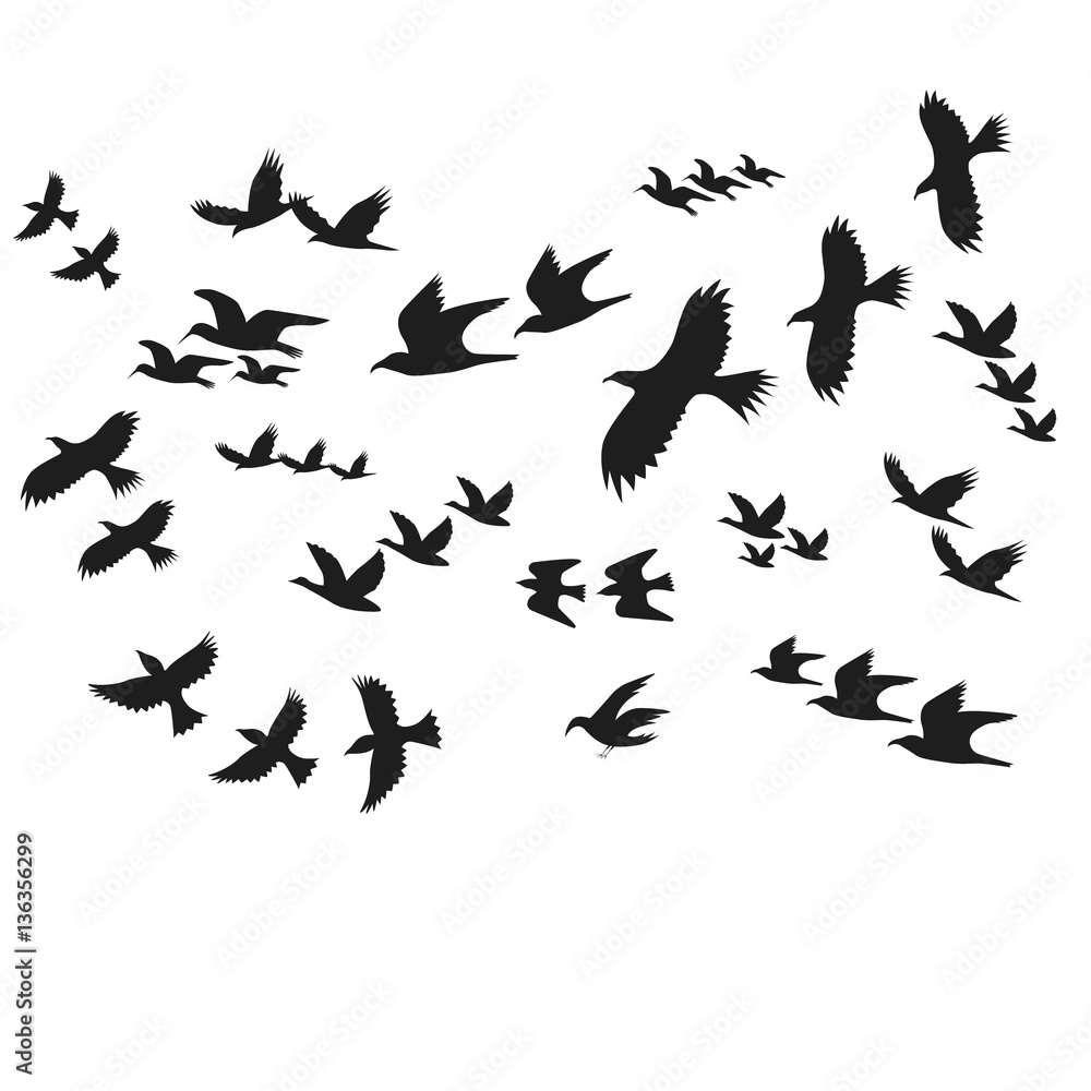 Silhouette Black Fly Birds. Vector