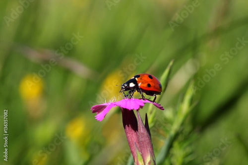 Coccinelle à sept points (Coccinella septempunctata) 