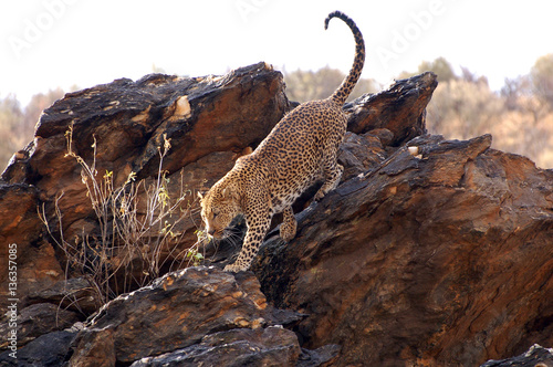 Beautiful Leopard in Namibia