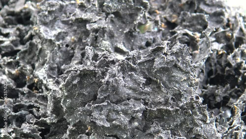 Ants collected eggs back to their nest in the forest 4K-Dan Ants collected eggs back to their nest in the forest 4K-Dan