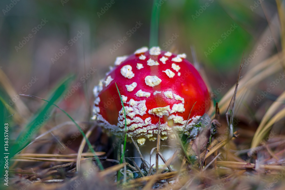 Autumn mushroom Amanita muscaria.