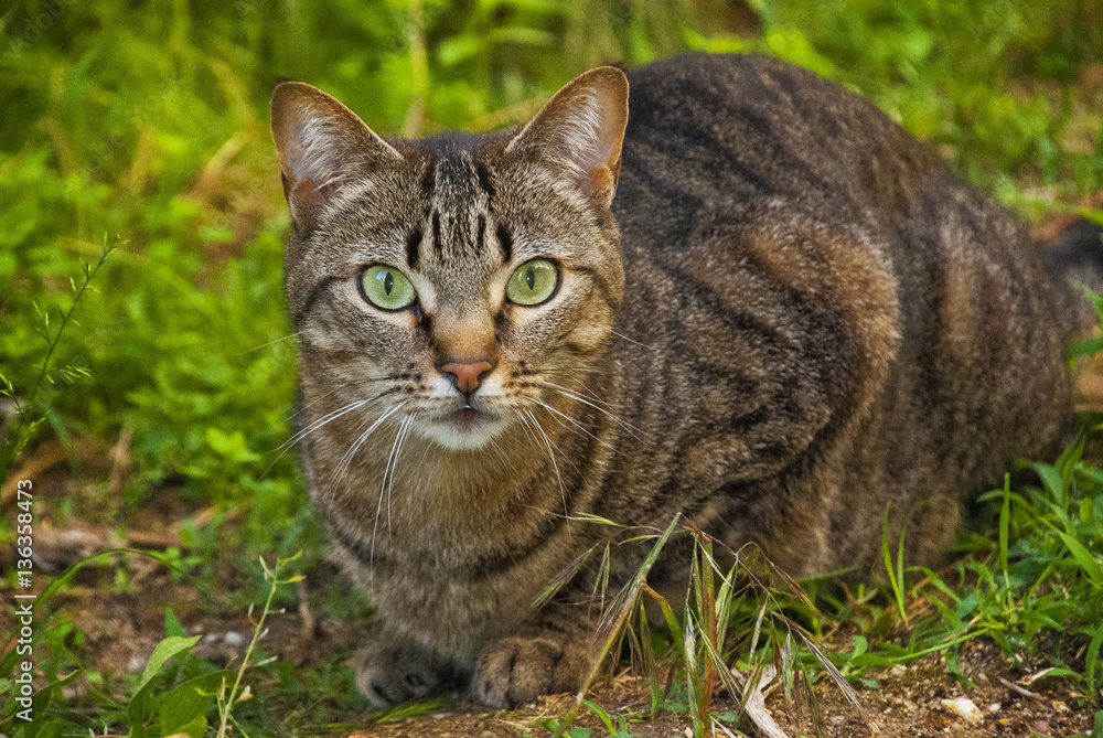 Gato atigrado doméstico en jardín Gato atigrado doméstico en jardín