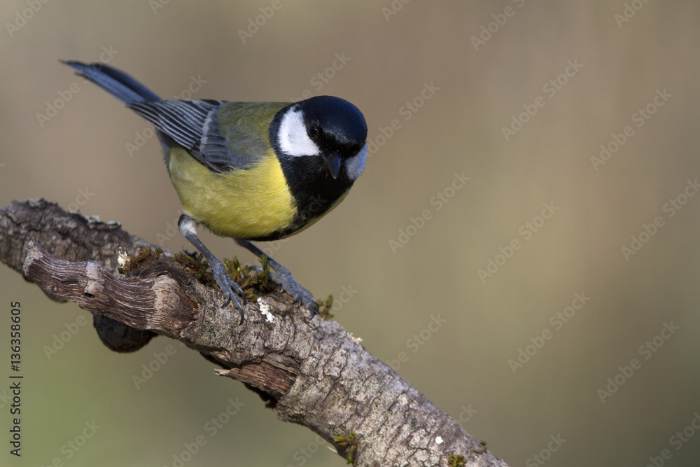 Fototapeta premium Great tit. Parus major