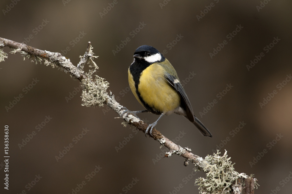 Great tit. Parus major