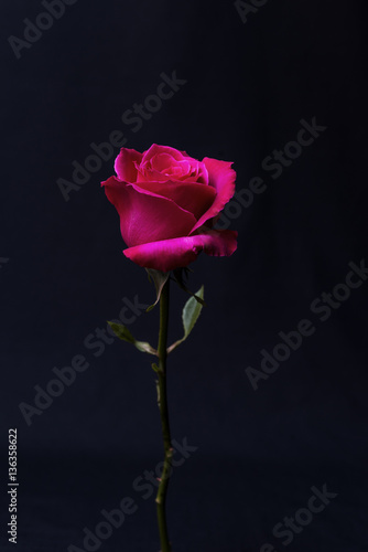 rose on a dark gray