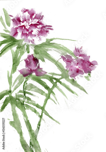 Peony in an isolated background. Hand drawn watercolor