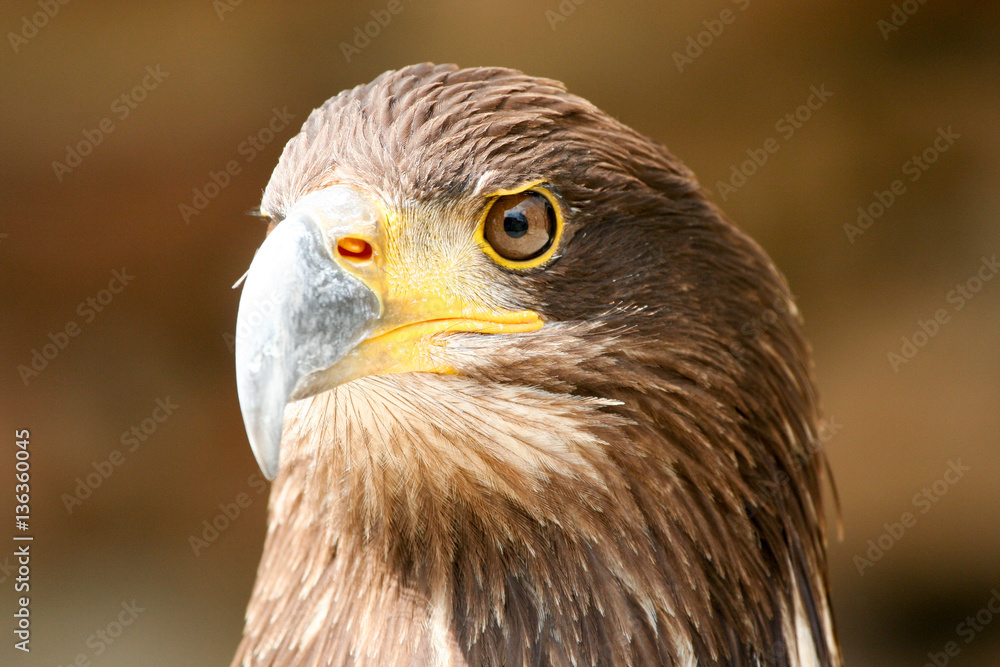 Golden Eagle Golden Eagle