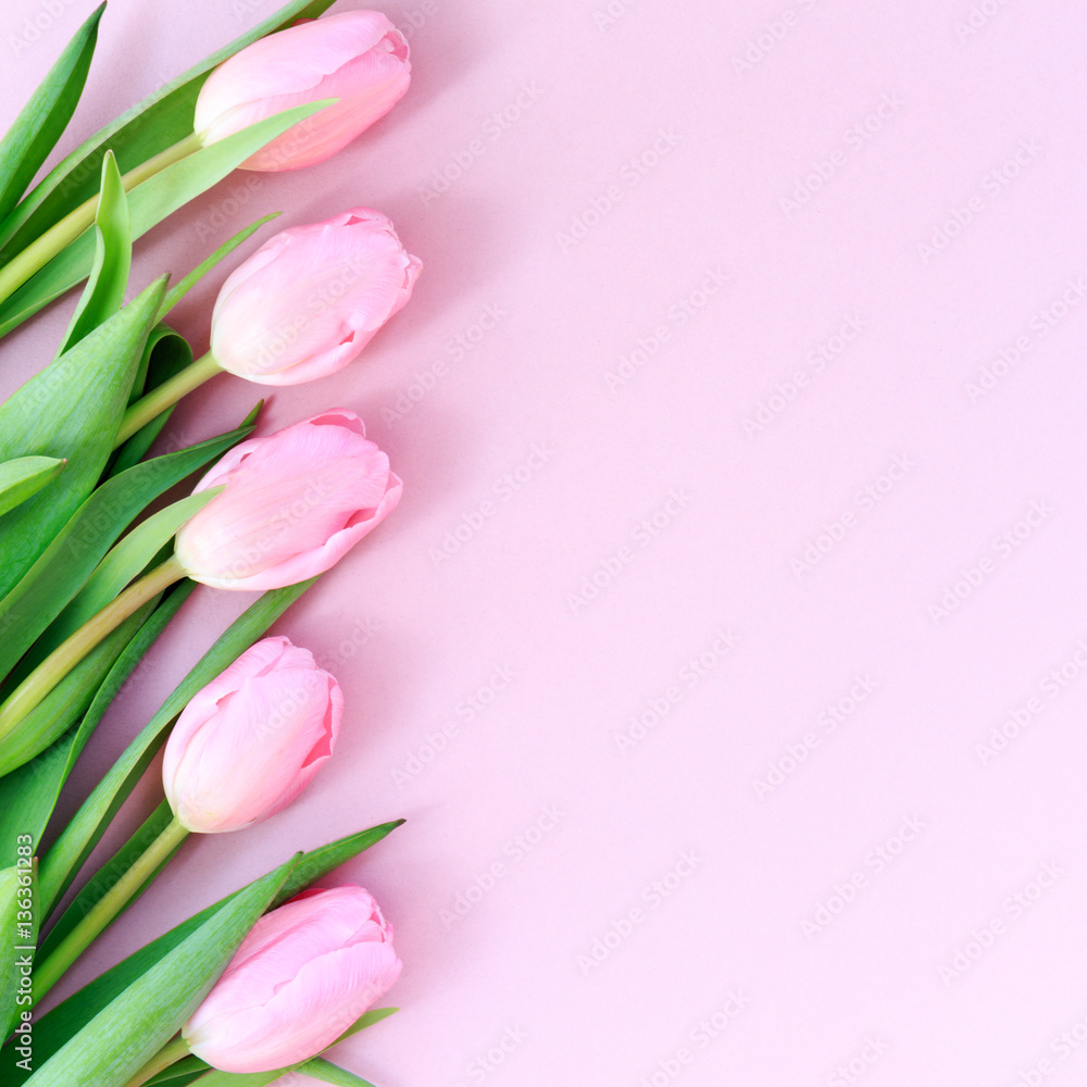 Fototapeta premium Pink tulips on the pink background. Flat lay, top view. Valenti