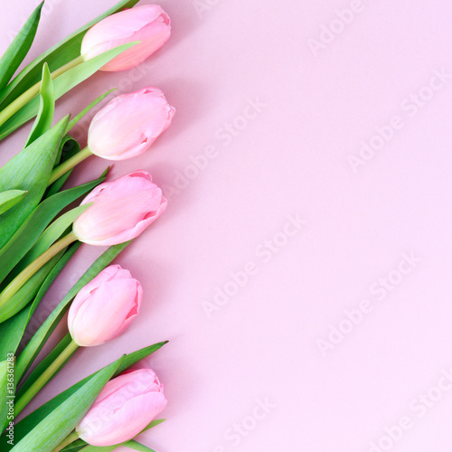 Fototapeta Naklejka Na Ścianę i Meble -  Pink tulips on the pink background. Flat lay, top view.  Valenti