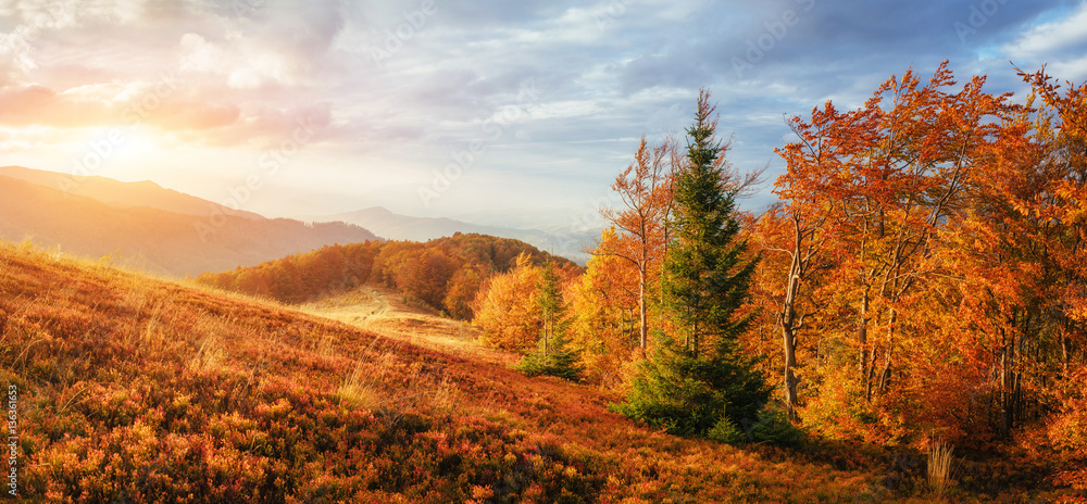 birch forest in sunny afternoon while autumn season birch forest in sunny afternoon while autumn season