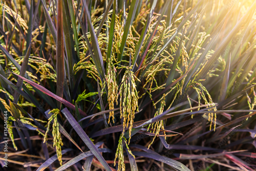 Obraz premium Close up ear of paddy or rice in organic field,