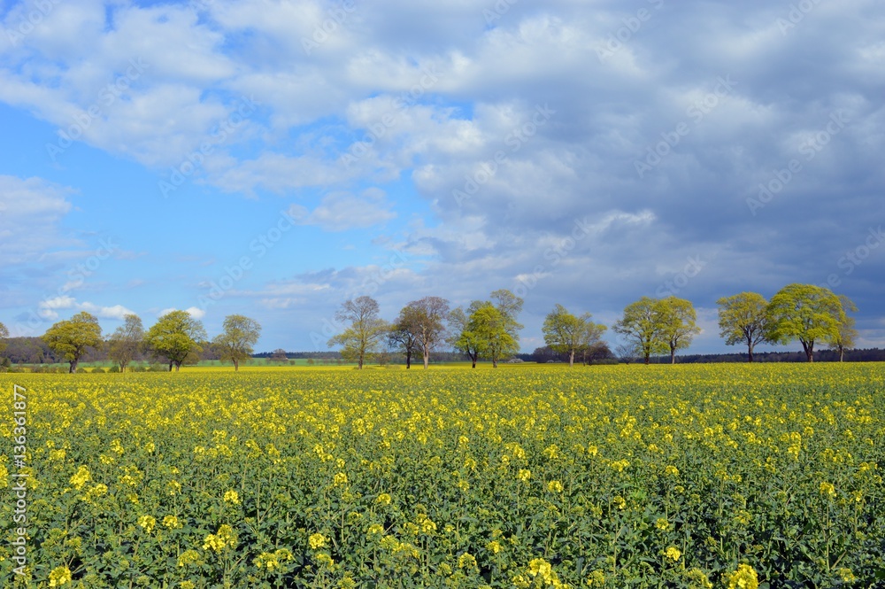 Raps Field in the north of Germany
