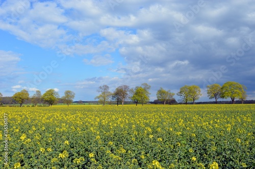 Raps Field in the north of Germany © Carina