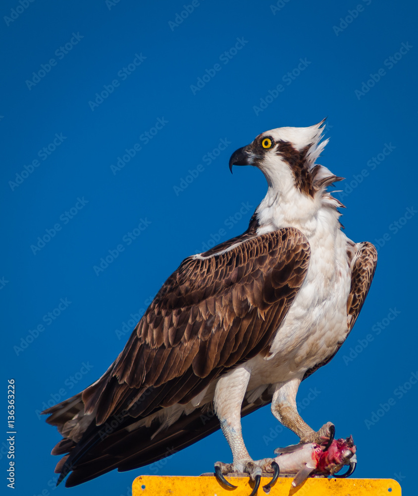 Portrait of Osprey feasting on fresh caught fish Portrait of Osprey feasting on fresh caught fish