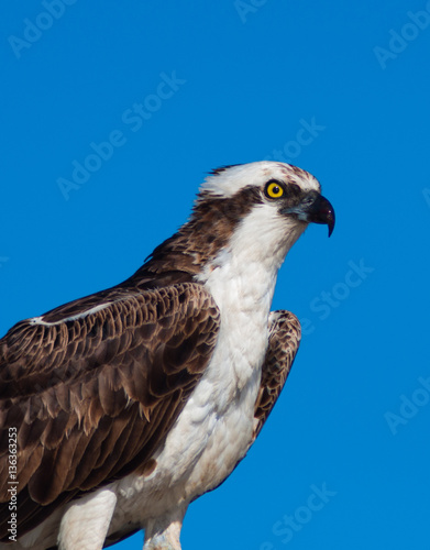 Portrait of Osprey feasting on fresh caught fish