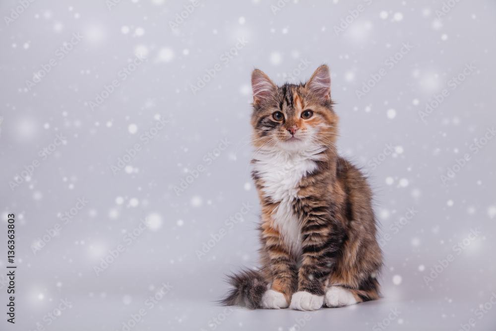 Small Siberian kitten over gray background and snow. Cat sitting. Small Siberian kitten over gray background and snow. Cat sitting.