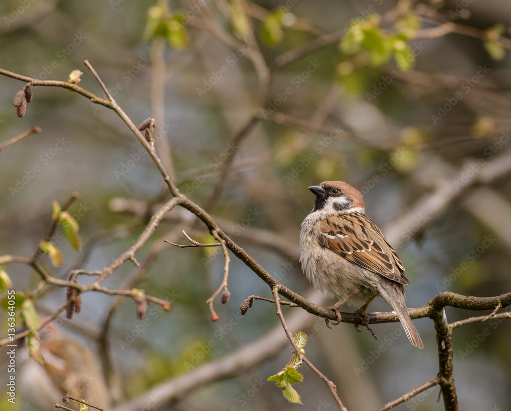 Tree sparrow - Passer montanus - sitting on branch with spring buds Tree sparrow - Passer montanus - sitting on branch with spring buds