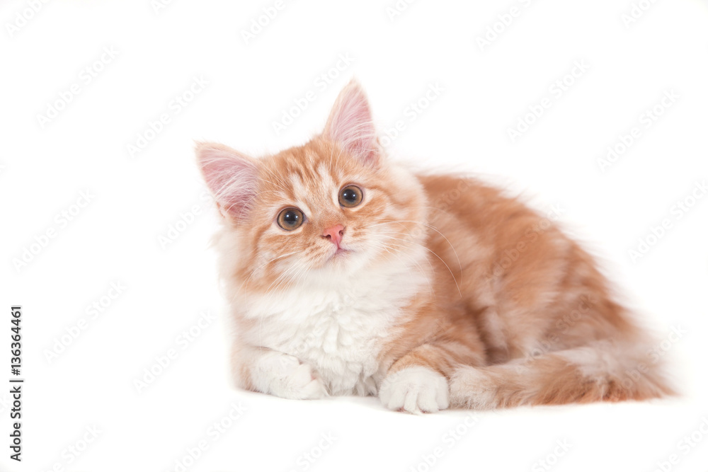 Small Siberian kitten on white background. Cat lying Small Siberian kitten on white background. Cat lying