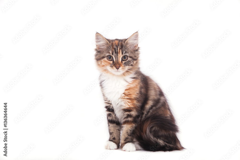 Fototapeta premium Small Siberian kitten on white background. Cat lying