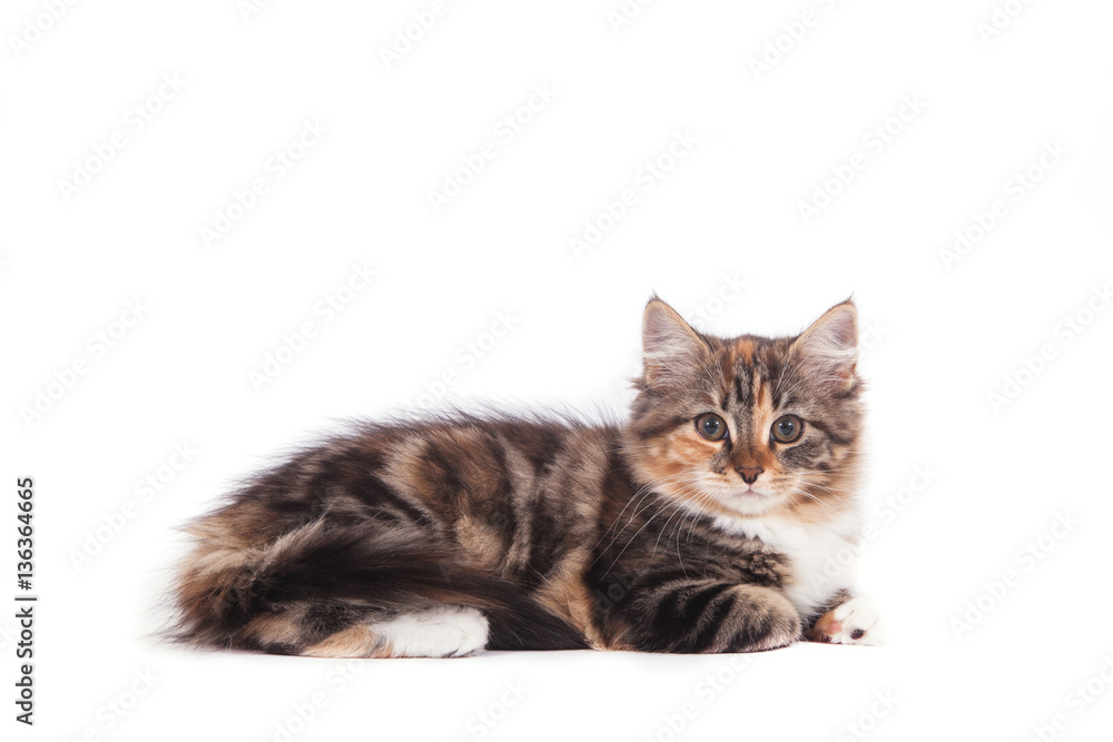 Small Siberian kitten on white background. Cat lying