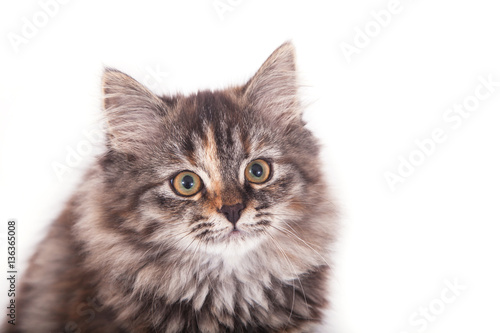 Small Siberian kitten on white background.  © D'Action Images