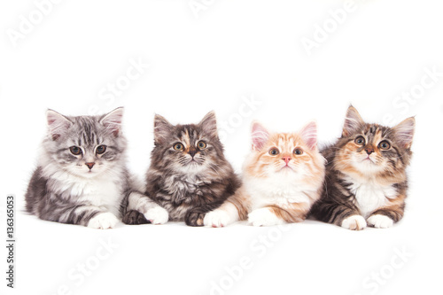 Fototapeta Naklejka Na Ścianę i Meble -  Four small Siberian kittens on white background. Cats lying