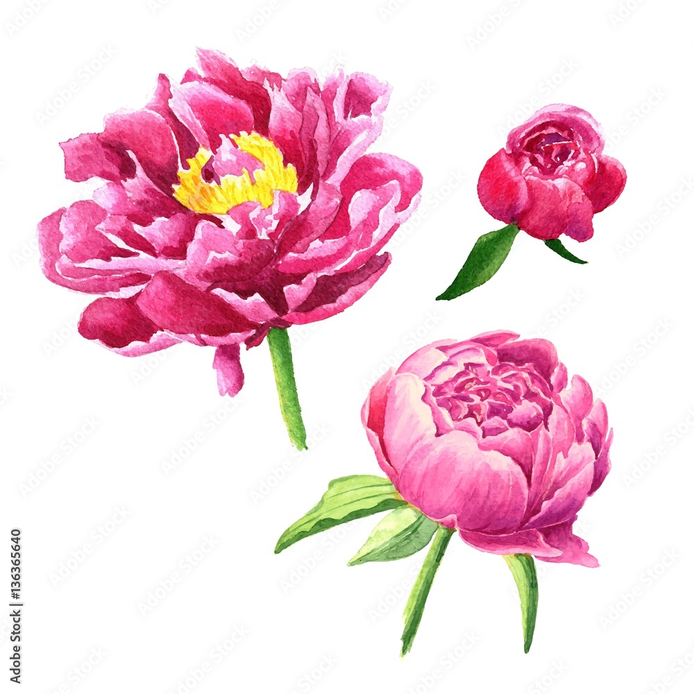 Naklejka Hand drawn watercolor purple peonies with green leaves, floral vector illustration, isolated flowers on white background.
