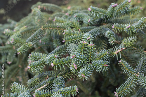 Spanish fir (Abiese pinsapo) branches photo