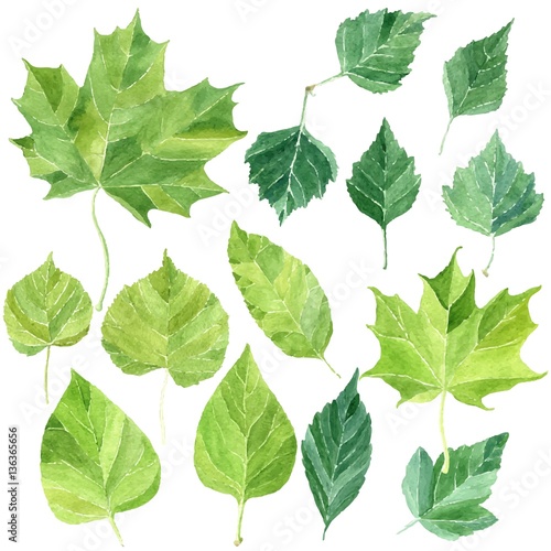 Leaves set, collection of different hand drawn watercolor bright green leaves, isolated on white background. Flora nature vector clip art.