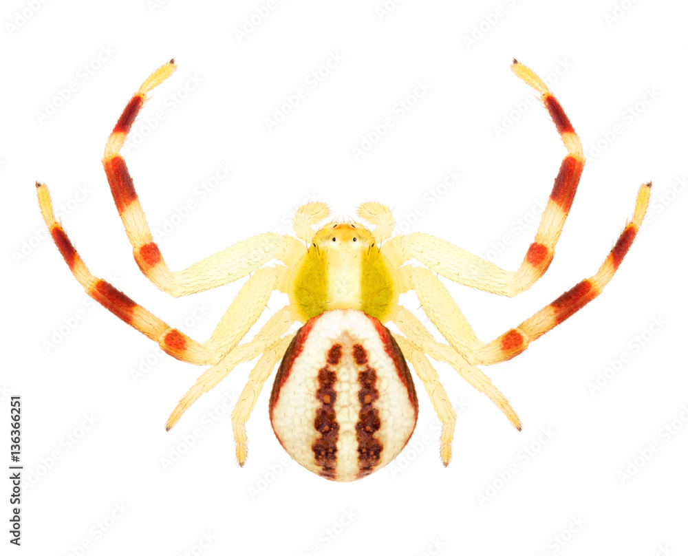 Spider Misumena vatia or goldenrod crab spider or flower crab spider or