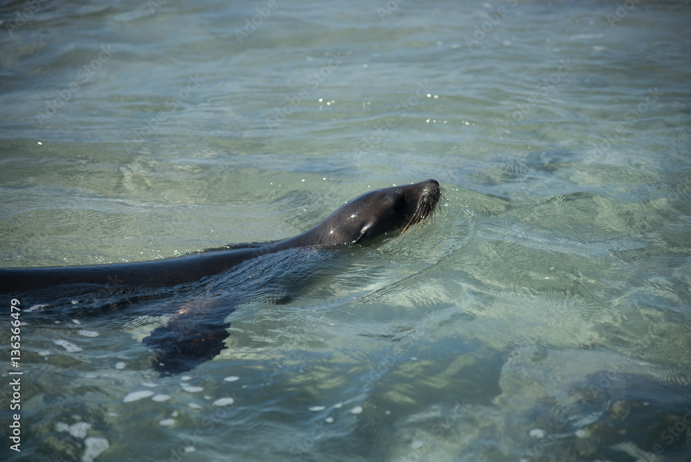 Obraz premium Galapagos wonder