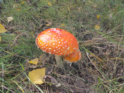 Hat red mushroom. Fly agaric in a forest glade