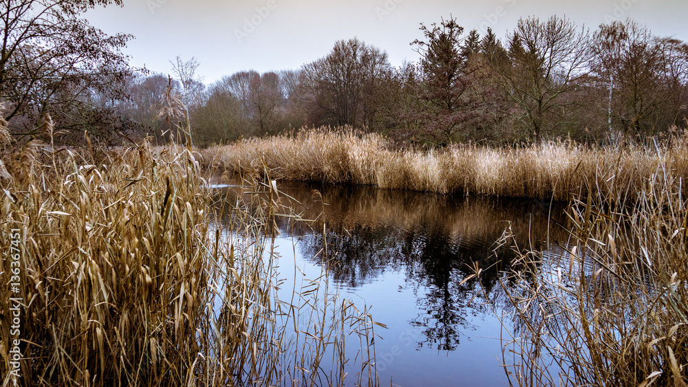 Forest lake in autumn Forest lake in autumn